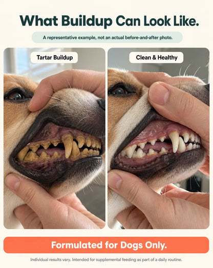 MintPaw Dog Dental Powder That Skips the Brushing — and the Vet Bill